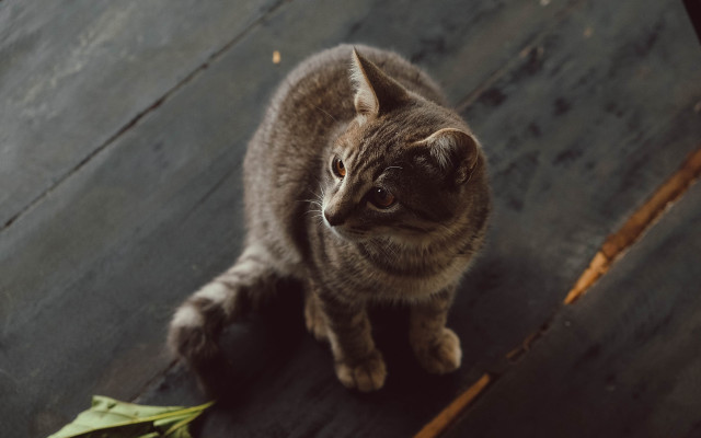 Cat sad look on wooden free wallpaper - medium preview image