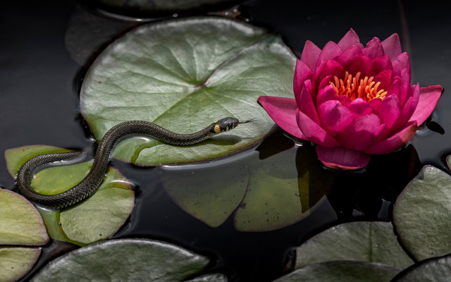 Pink flower snake lily pads free wallpaper - medium preview image