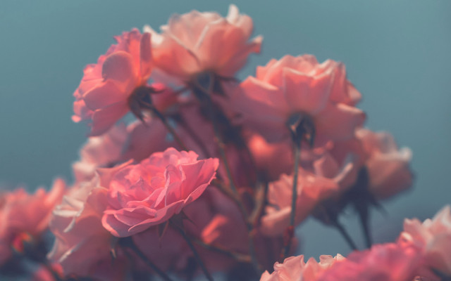 Pink flowers blurry bokeh roses free wallpaper - medium preview image