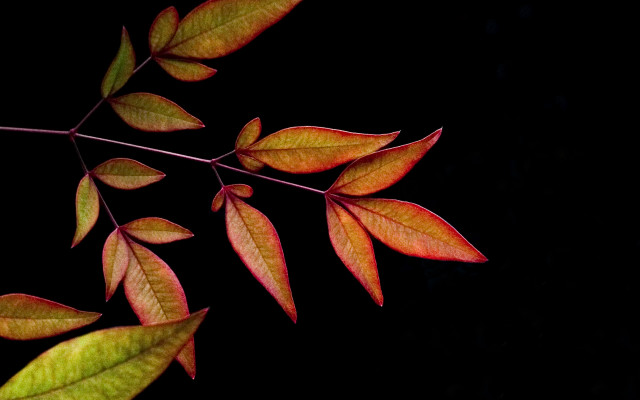 Red leaves branch butterfly lily free wallpaper - medium preview image