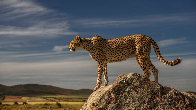 Cheetah rock field clouds sunset free wallpaper - medium preview image