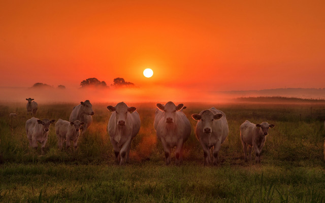 Cows sunset fog field art free wallpaper - medium preview image
