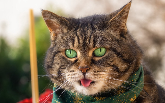 Cat green eyes scarf open free wallpaper - medium preview image