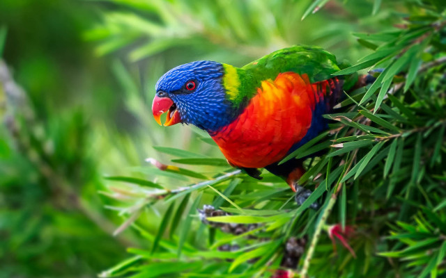 Colorful bird perched branch forest #3 free wallpaper - medium preview image