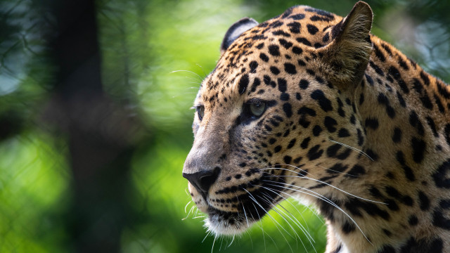 Leopard distant gaze blurry background #2 free wallpaper - medium preview image