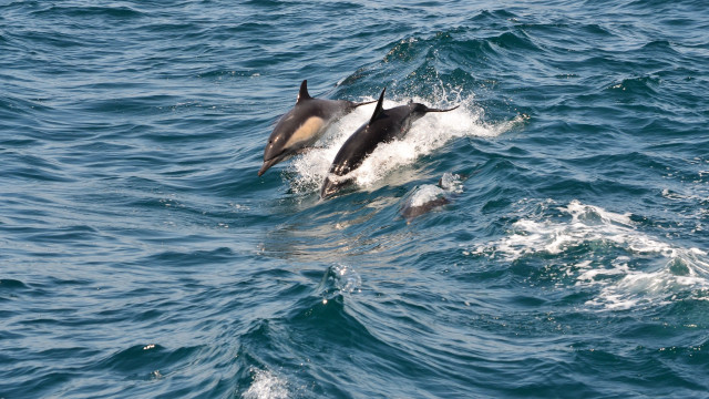 Dolphin swimming mouth open water free wallpaper - medium preview image