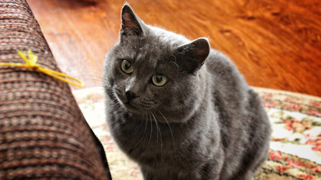 Gray cat rug couch yellow free wallpaper - medium preview image