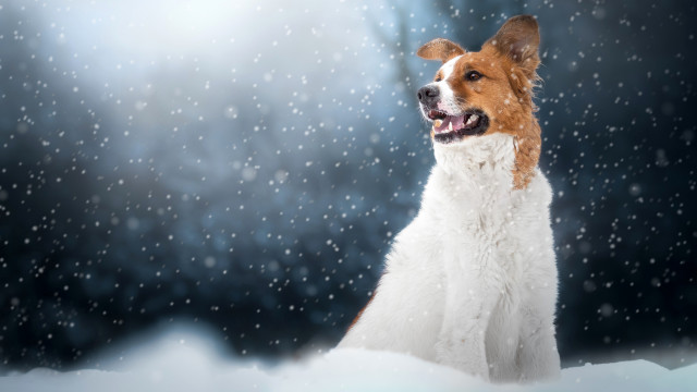 Dog snow winter furry art free wallpaper - medium preview image