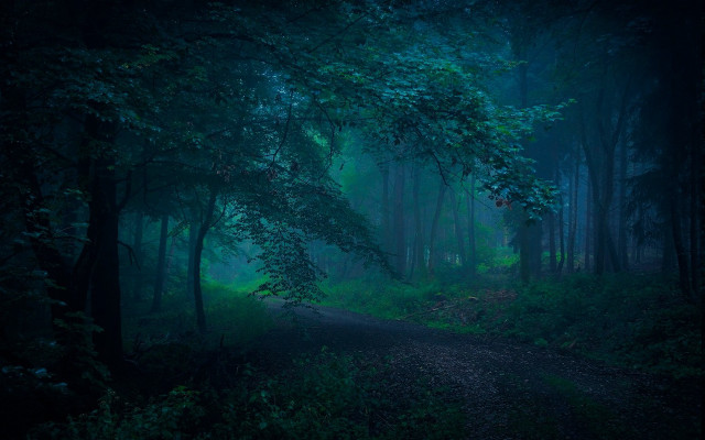 Dark forest dirt road green free wallpaper - medium preview image