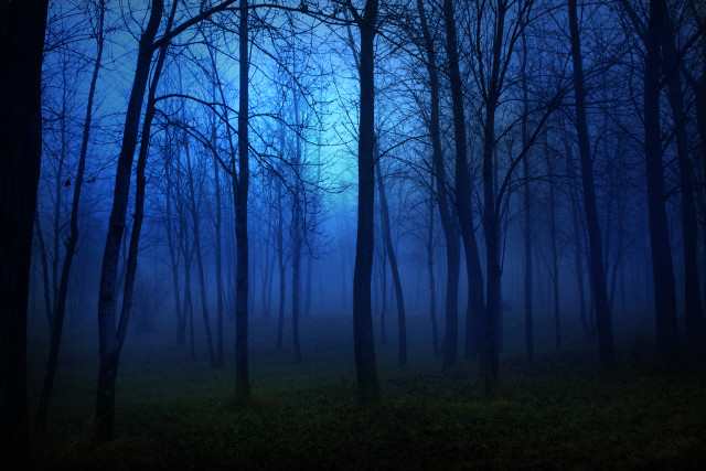 Dark moonlit forest bamboo trees free wallpaper - medium preview image