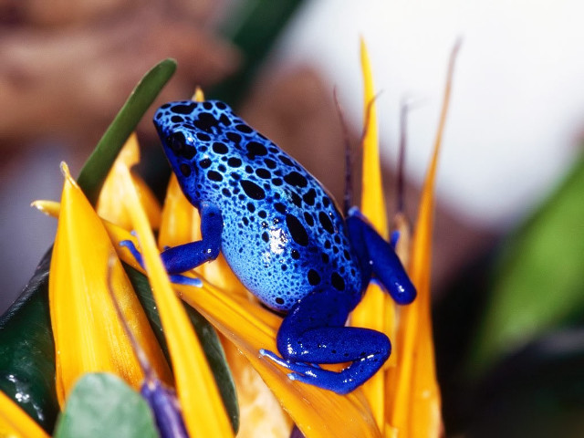 Blue frog yellow flower green free wallpaper - medium preview image