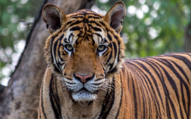 Tiger tree sad look portrait free wallpaper - medium preview image