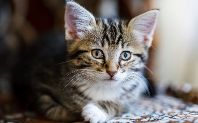 Blue eyed sad kitten on free wallpaper - medium preview image