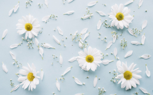 White flowers yellow centers floral free wallpaper - medium preview image