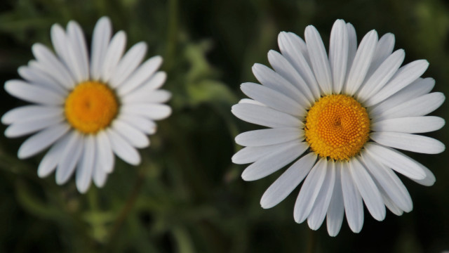 White flowers field macro blurry free wallpaper - medium preview image