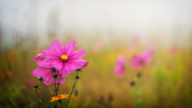 Pink flower field bokeh impressionist free wallpaper - medium preview image