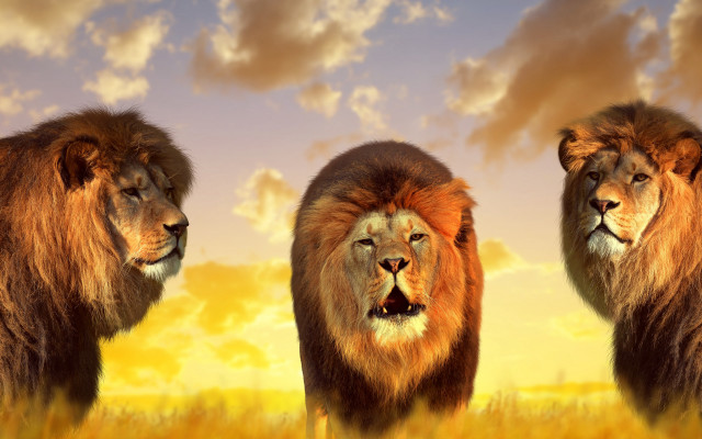 Lions field clouds sunset wildlife free wallpaper - medium preview image