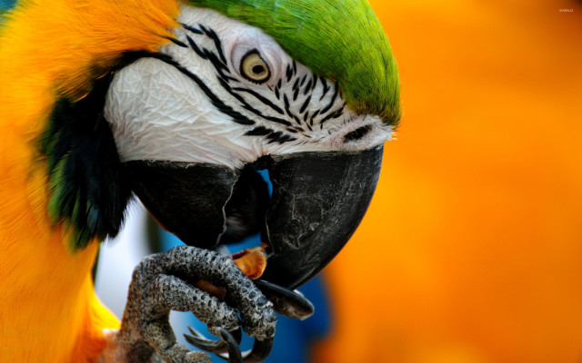 Parrot green yellow feathers autumn free wallpaper - medium preview image