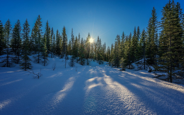 Snow covered forest path sunlight free wallpaper - medium preview image