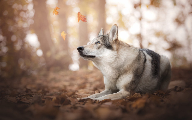 Husky leaves forest falling leaf free wallpaper - medium preview image