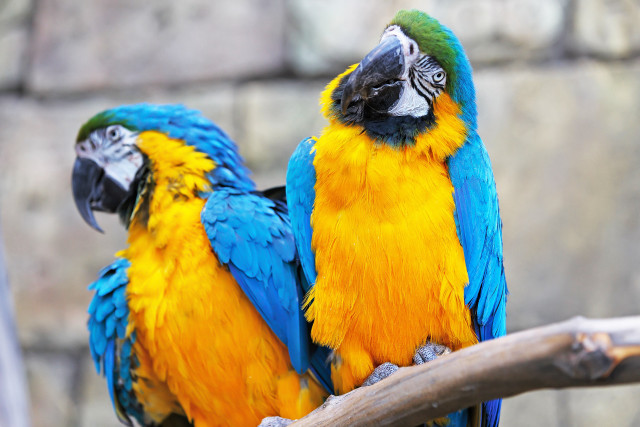 Colorful birds sitting branch zoo free wallpaper - medium preview image