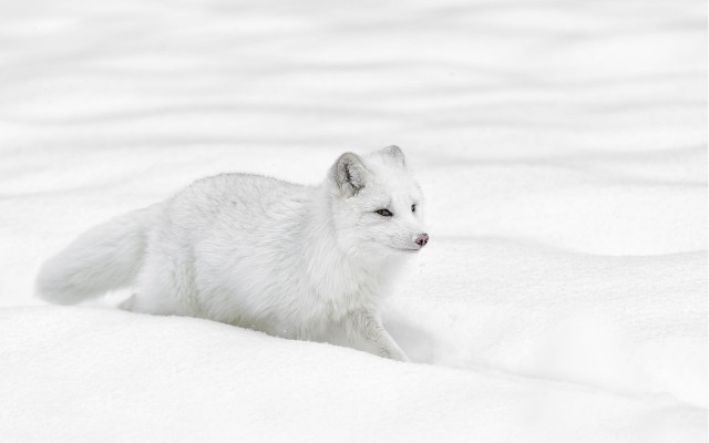 White fox snow winter camera free wallpaper - medium preview image