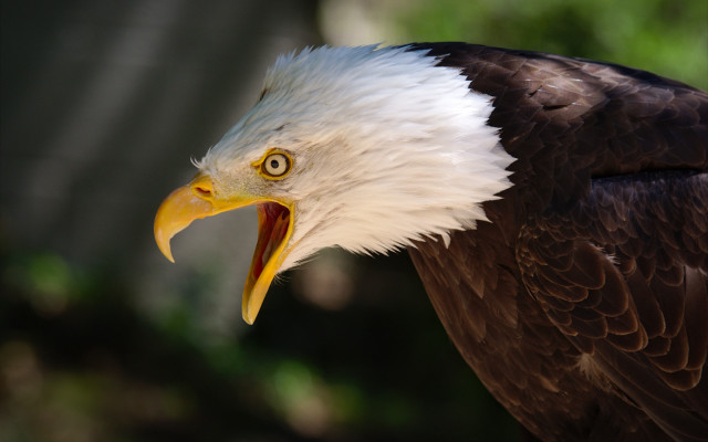 Bald eagle yellow beak white #5 free wallpaper - medium preview image