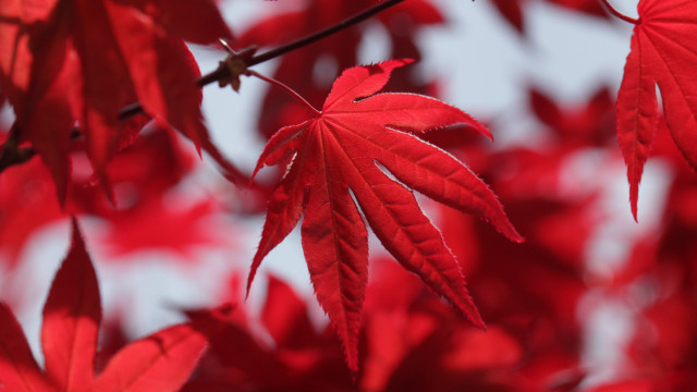 Red leaf macro blurry background free wallpaper - medium preview image