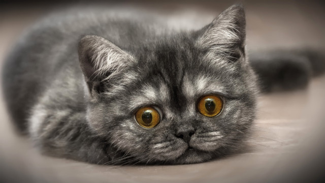 Gray cat yellow eyes sad #6 free wallpaper - medium preview image