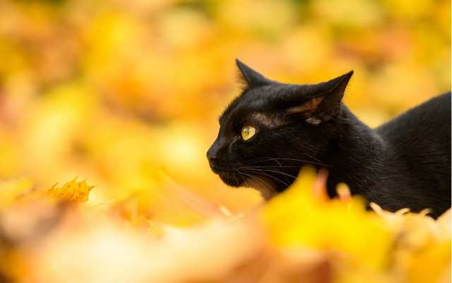 Black cat autumn leaves curious #2 free wallpaper - medium preview image