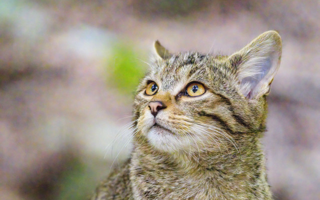 Cat blurry background blue eyes #2 free wallpaper - medium preview image