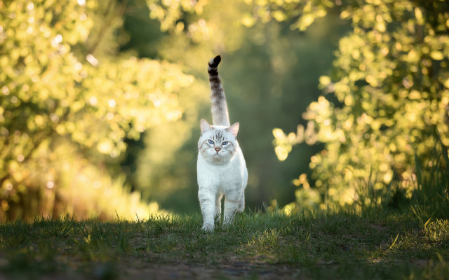 Cat grass walking blurry background free wallpaper - medium preview image