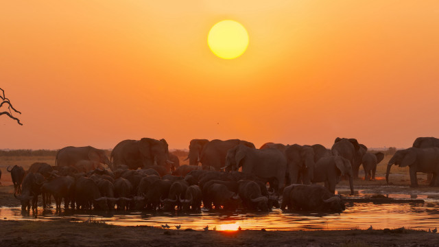 Elephants river sunset tree wildlife #2 free wallpaper - medium preview image