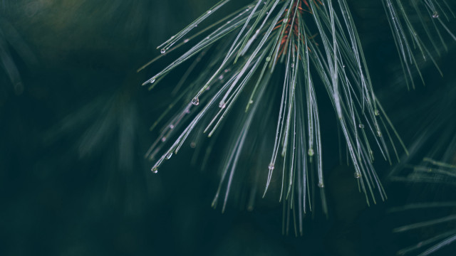 Pine branch water drops macro #3 free wallpaper - medium preview image