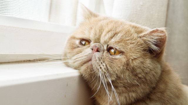 Cat window looking up pastel free wallpaper - medium preview image