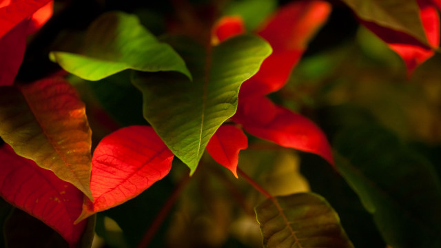 Red green plant macro blurry free wallpaper - medium preview image