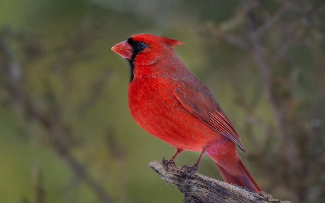 Red bird branch nature photorealistic free wallpaper - medium preview image