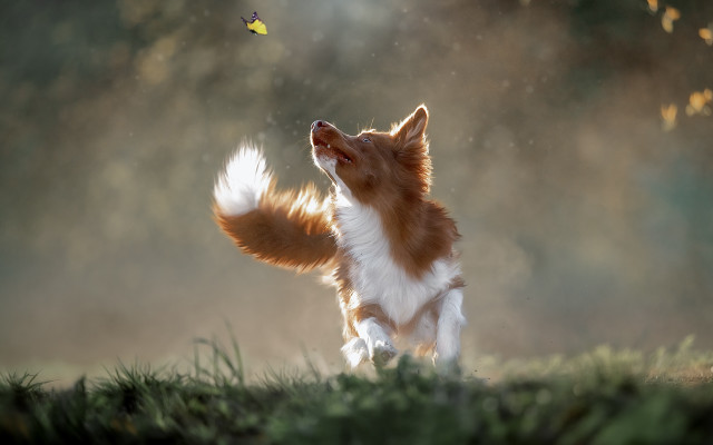 Dog butterfly field digital art free wallpaper - medium preview image