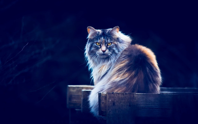 Regal cat wooden bench night free wallpaper - medium preview image