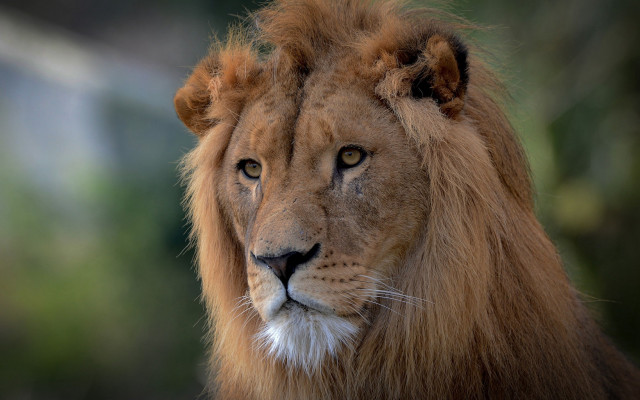 Lion closeup portrait naturalism animal free wallpaper - medium preview image