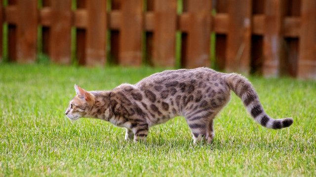 Cat green fence puzzle blurry free wallpaper - medium preview image