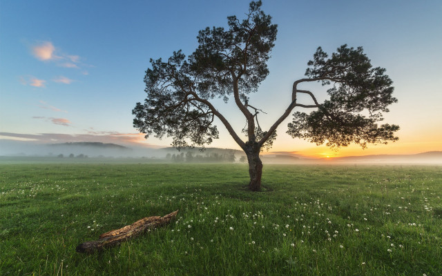 Lone tree sunrise mist australian free wallpaper - medium preview image