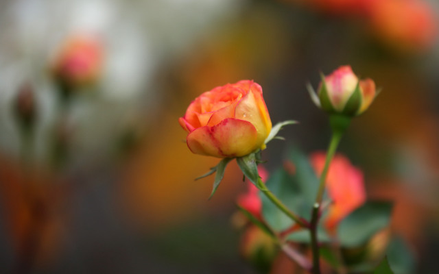 Single rose budding garden bokeh free wallpaper - medium preview image
