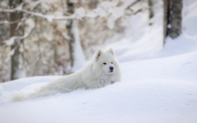 White dog snow forest winter free wallpaper - medium preview image
