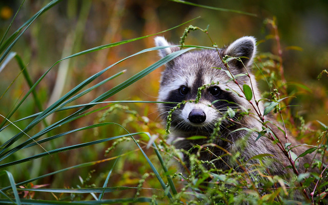 Raccoon tallgrass cameraoutdoors nature photorealistic free wallpaper - medium preview image