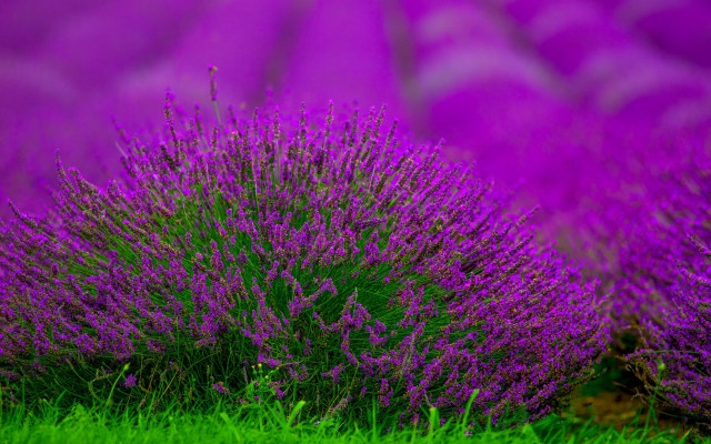 Purple flower field green background #2 free wallpaper - medium preview image