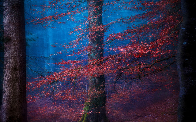 Forest red tree mystical night free wallpaper - medium preview image