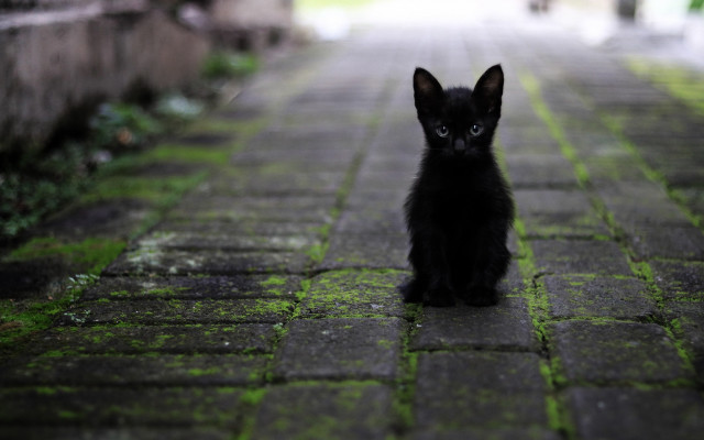 Black cat rainy gothic puzzle free wallpaper for desktop - medium preview image
