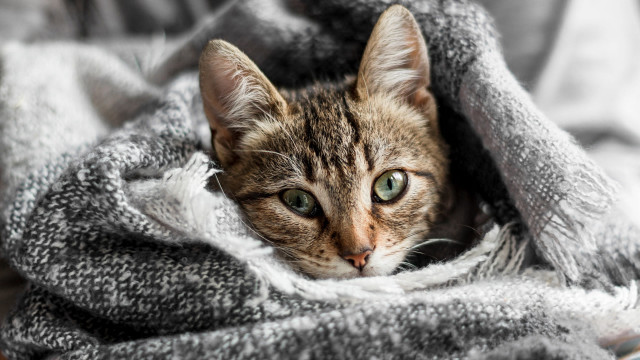 Cat blanket bed blurry depth free wallpaper - medium preview image