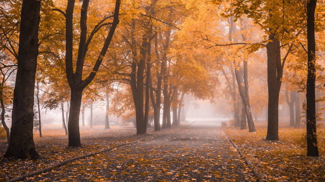 Autumn foggy park path leaves free wallpaper - medium preview image
